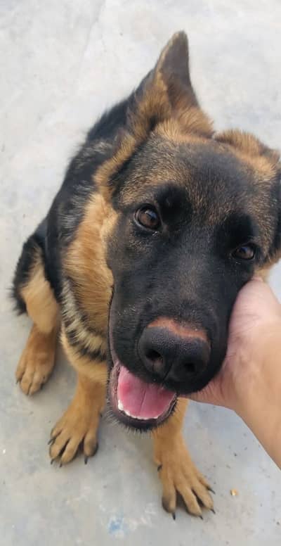 FEMALE GERMAN SHEPHERD DOG