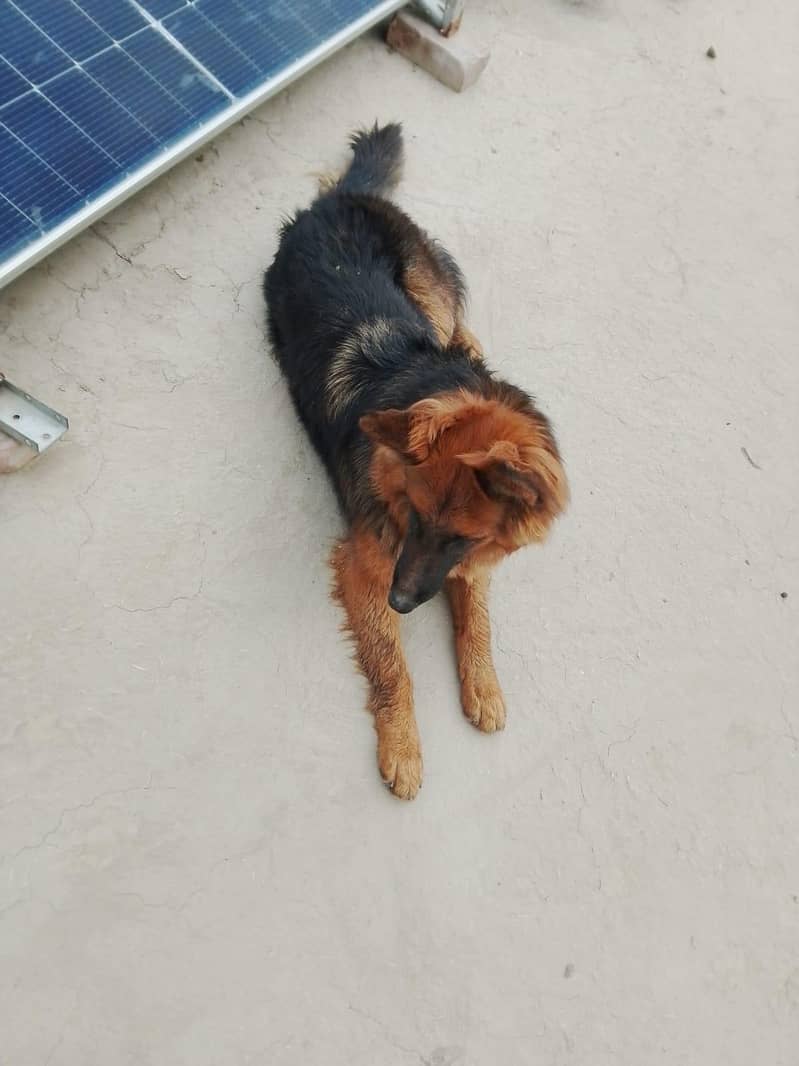 German shepherd 1