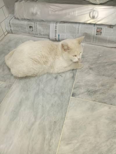 White Cat