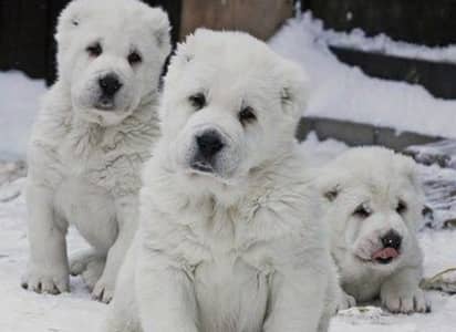 ALABAI PUPPIES/IMPORTED ALABAI PUPPIES/IMPORT FROM RUSSIAN /PUPPIES