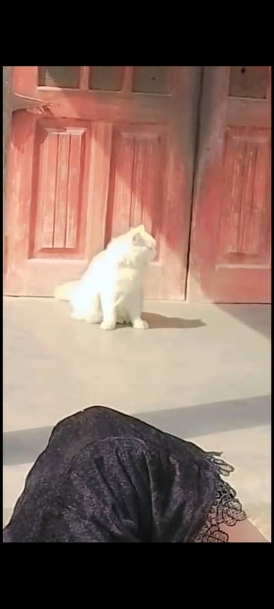 Persian cat ksi be Bhai ko chaye to rabta kren