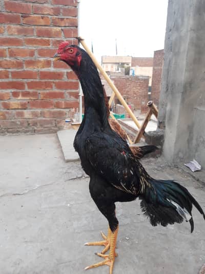 Aseel Black Shamo Cross Phata for sale.