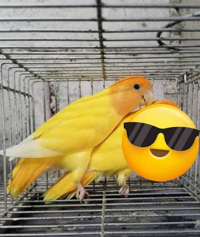 beautiful love bird lotino Orange Road opaline