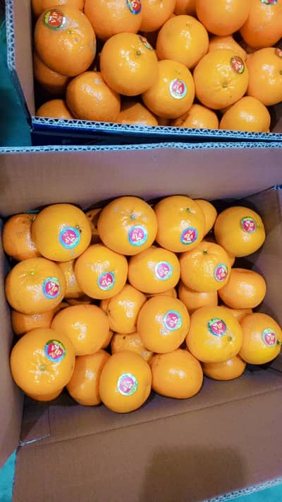 export quality kino Malta available delivery available