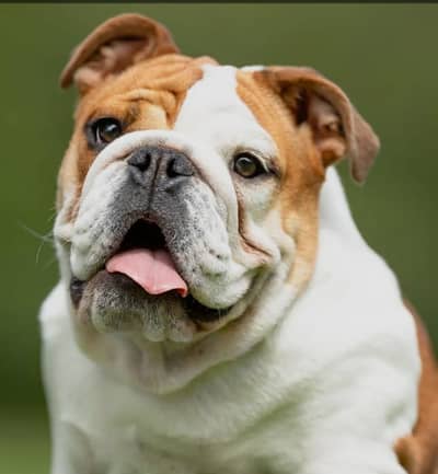 FRENCH BULDOG PUPPIES/IMPORTED PUPPIES/IMPORT FROM RUSSIA