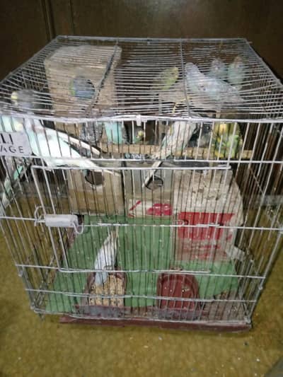 Sale for Australian parrot's