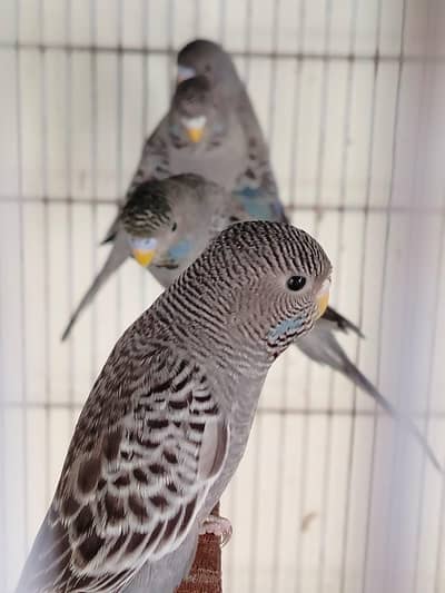 combo Budgies chicks