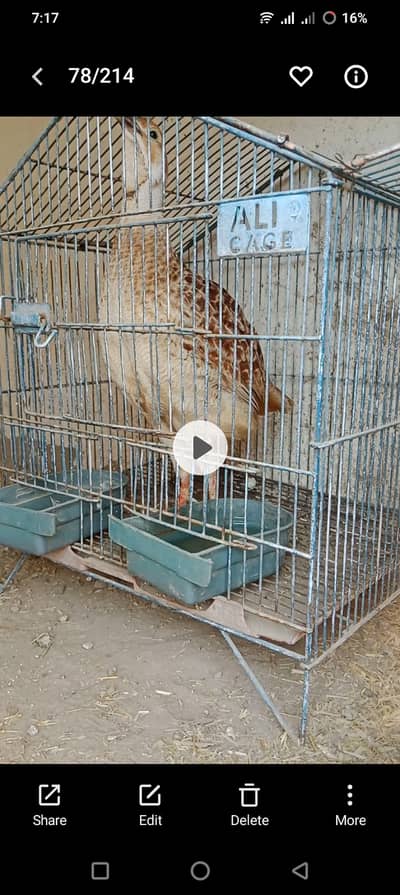 Dakhni teetr male and female available