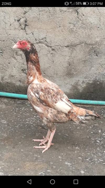 Aseel Pathiyan (0315)-(0059632)