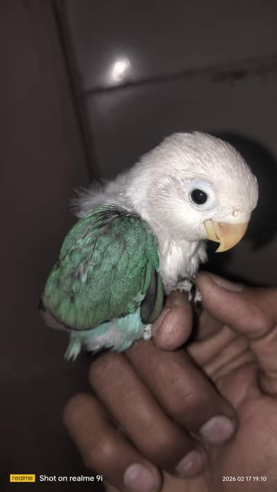 love birds par blue Latino personata one pair 03147411953