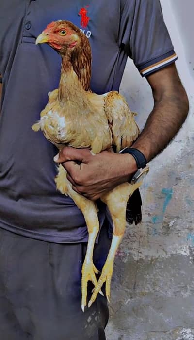 band gadi long heighted mazbot murghi