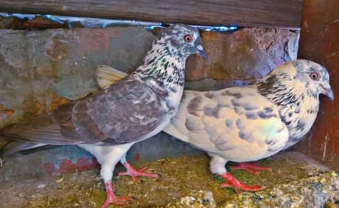 pigeons pair  for sale