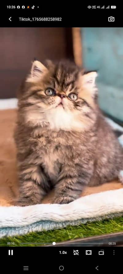 pure persian cats vaccinated triple coated WhatsApp 03317823482