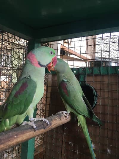 raw parrot pair