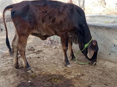 Qurbani K ley bichri