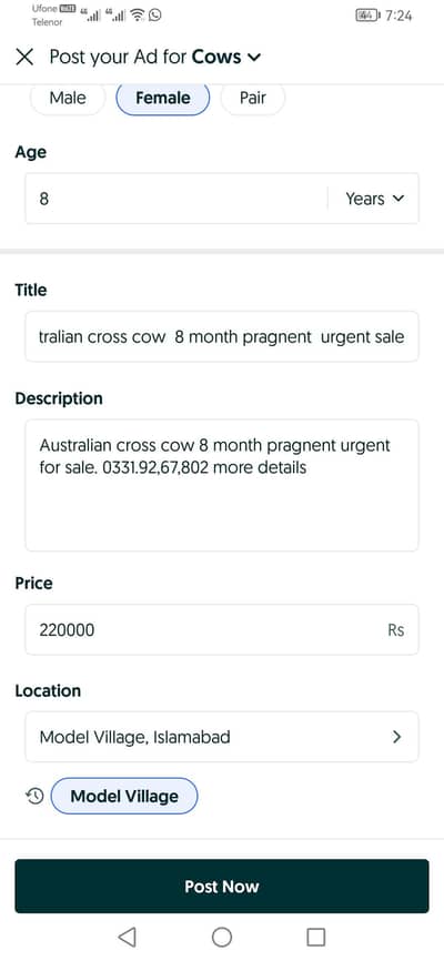 Australian cross cow  8 month pragnent  urgent sale