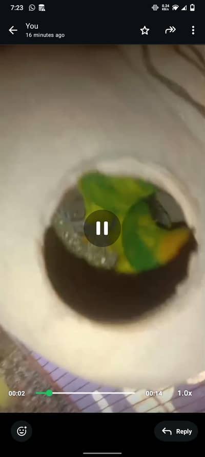 breeder pair for sale