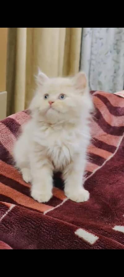 pure persian cats vaccinated triple coated WhatsApp 03317823482