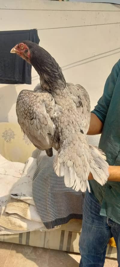 Aseel miyawali murgi