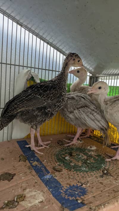 Turkey chicks