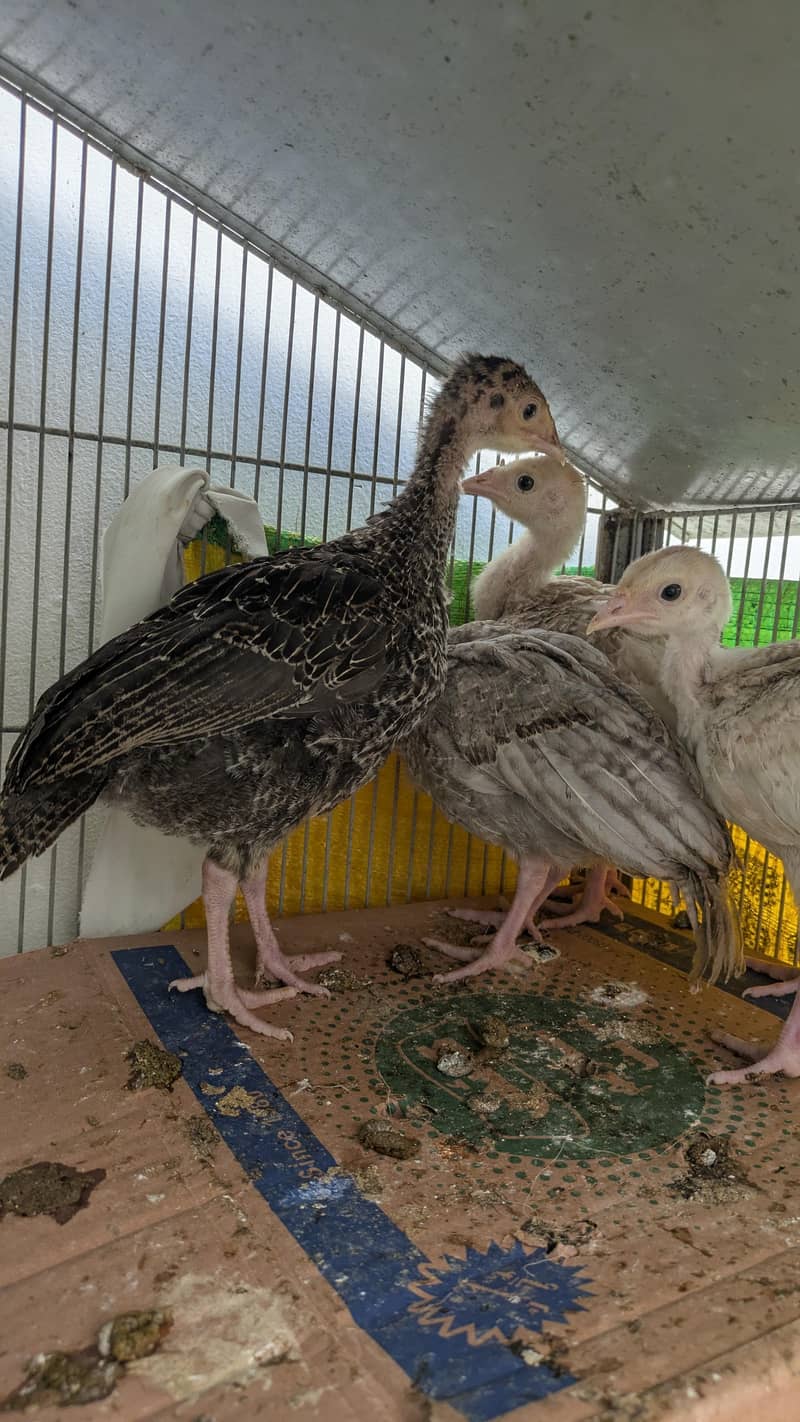 Turkey chicks 0