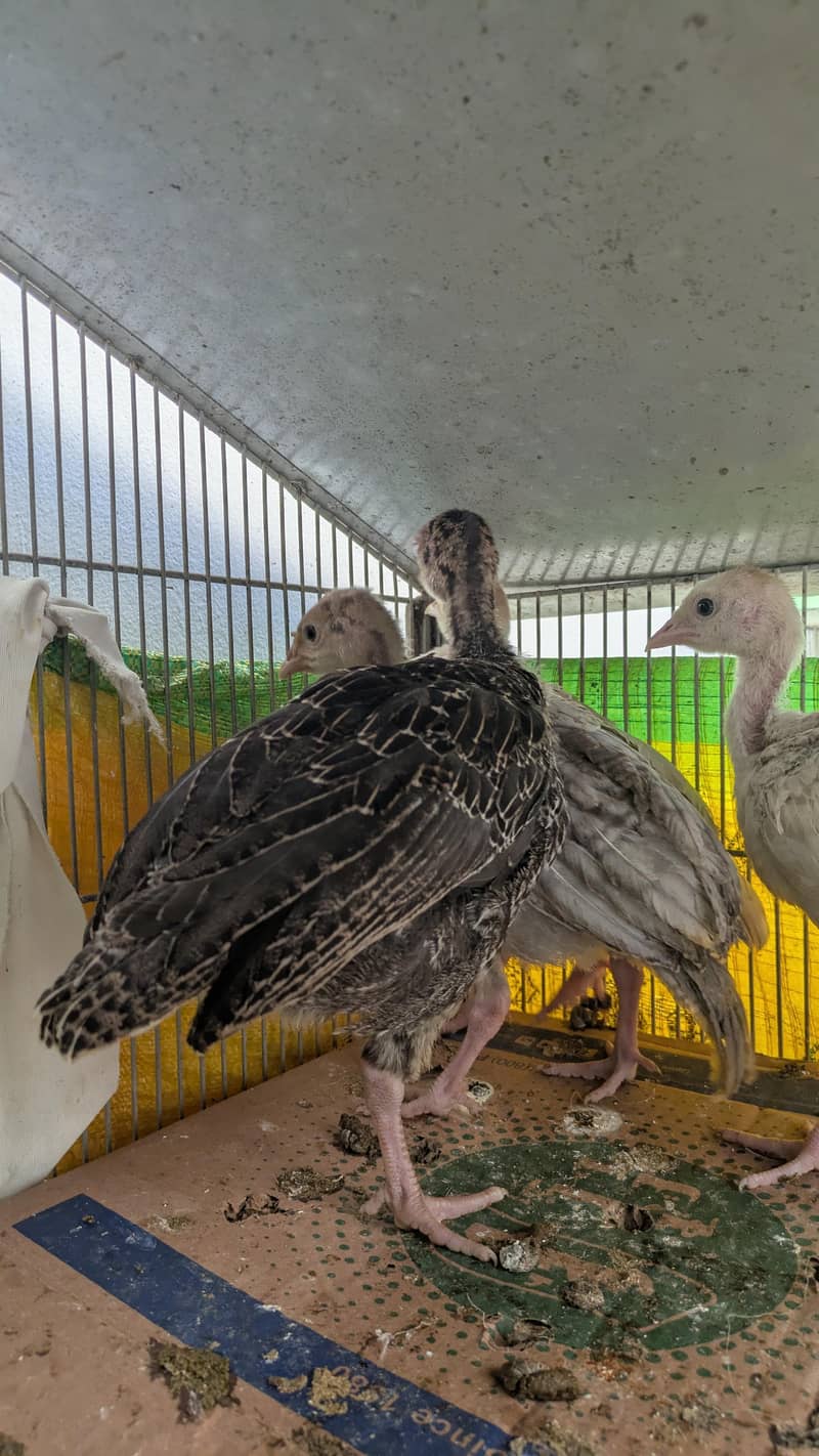 Turkey chicks 1