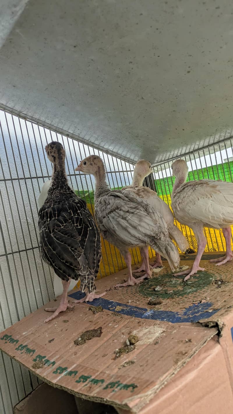 Turkey chicks 3