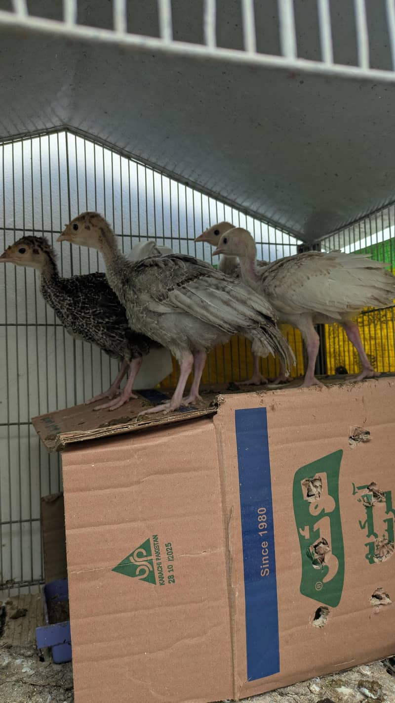 Turkey chicks 4