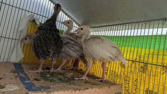 Turkey Active Chicks