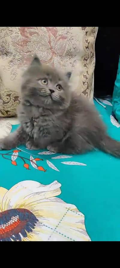 pure persian cats vaccinated triple coated WhatsApp 03317823482