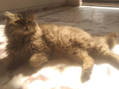 for sale 0=3=3=4=0.5=8=3. =o,6=3