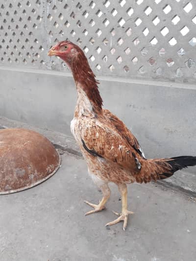 Aseel Shamo Hen For sale.