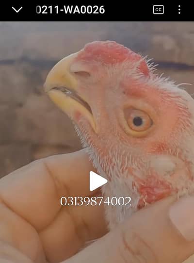 PARROT BEAK 03139874002