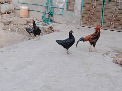 ye sara mall kisi ko chahiye to rabta kare arjant sale