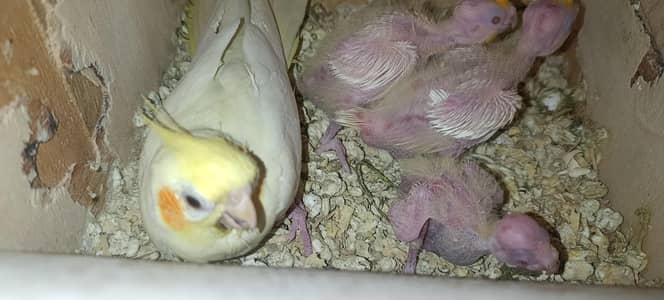 cocktail chicks for hand tame