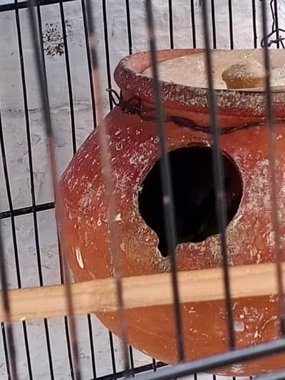 Australian parrots with cage