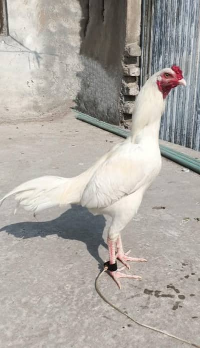 white Hera with boshkii shade