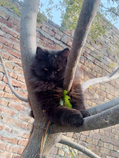 BLACK MIXED PERSIAN CAT HEALTHY ACTIVE