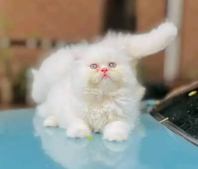 Persian female kitten for sale My WhatsApp number 03 25 022 67 56