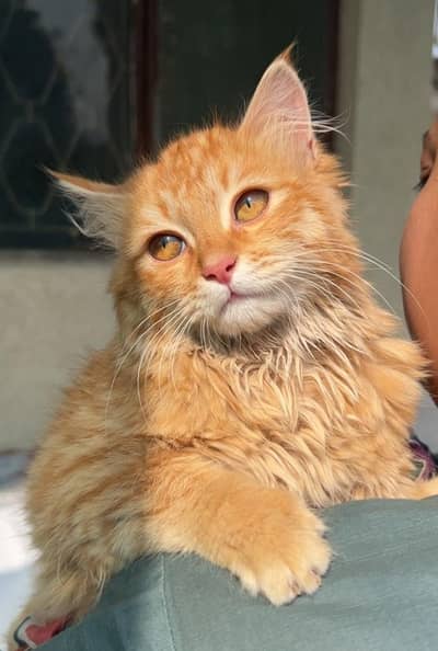 baby kitten for sale