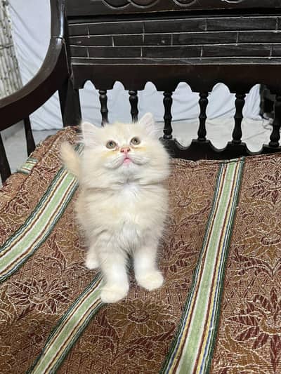 Persian kittens for sale