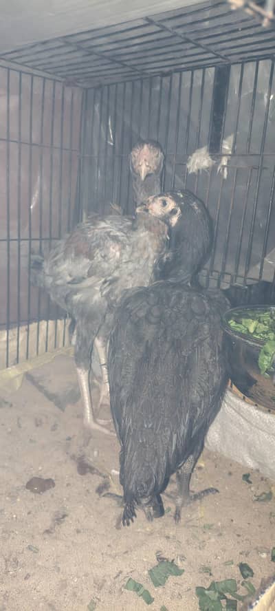 aseel 3 female 1 male