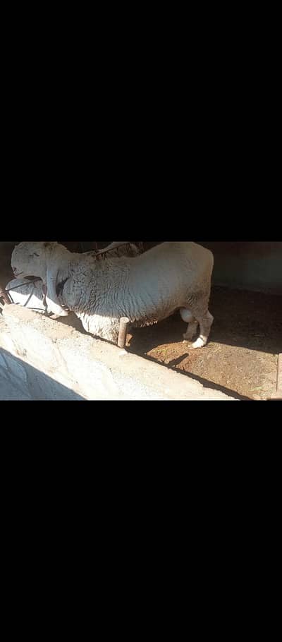 1500 rupay kg time pass walay door  rahain