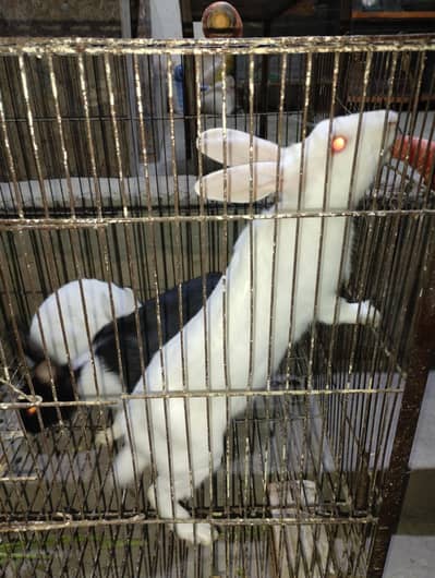 Red eye rabbits