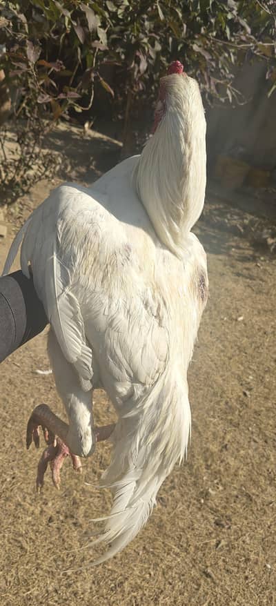 Heera Aseel Chicks Available. 1 Male For Sale