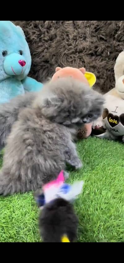 pure persian cats vaccinated triple coated WhatsApp 03317823482