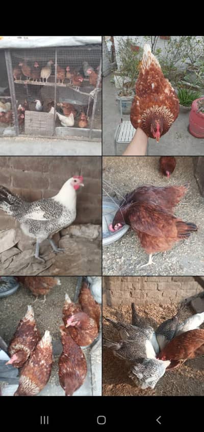 lohman/ golden/ fayoumi hens