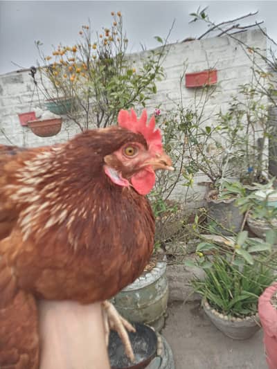 lohman/ golden/ fayoumi hens