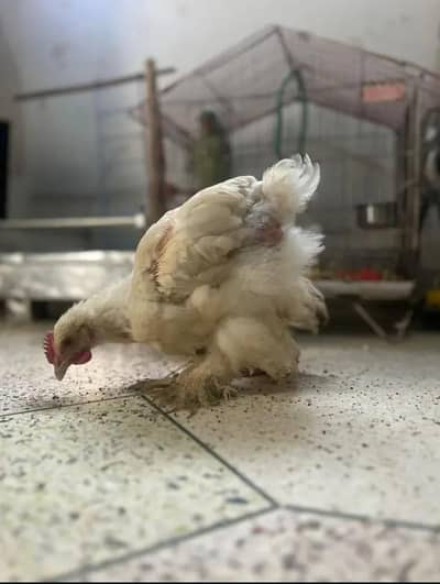 white buff healthy and active urjent Sale