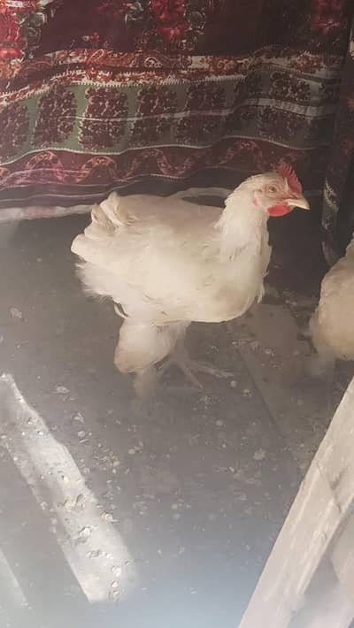 white buff healthy and active urjent Sale